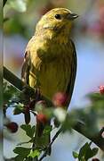 Yellowhammer