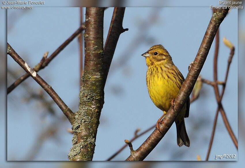 Bruant jaune