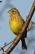 Yellowhammer