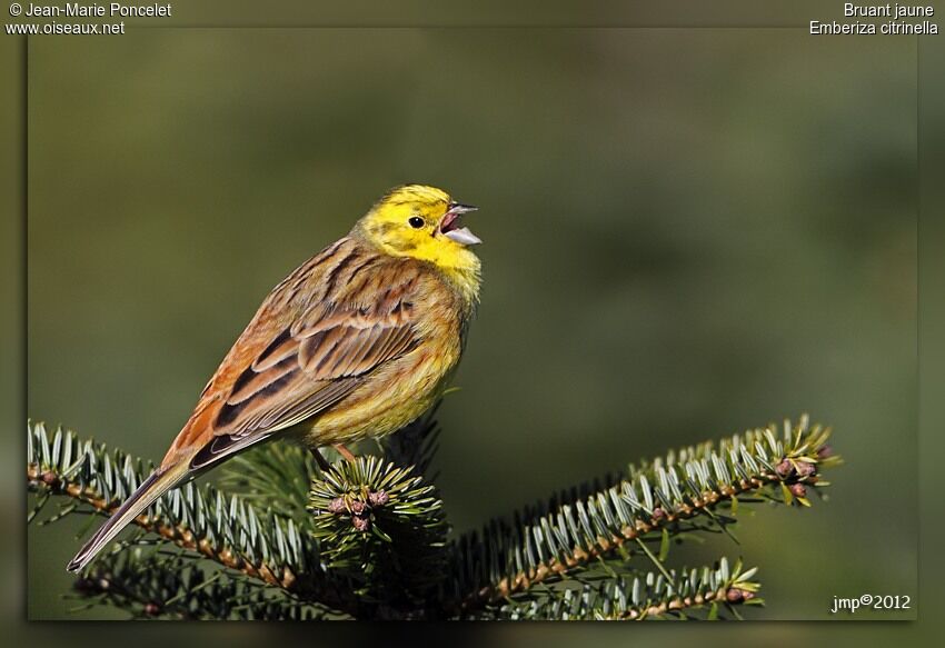 Bruant jaune