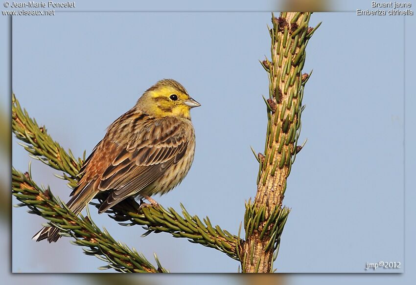 Bruant jaune