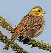 Yellowhammer