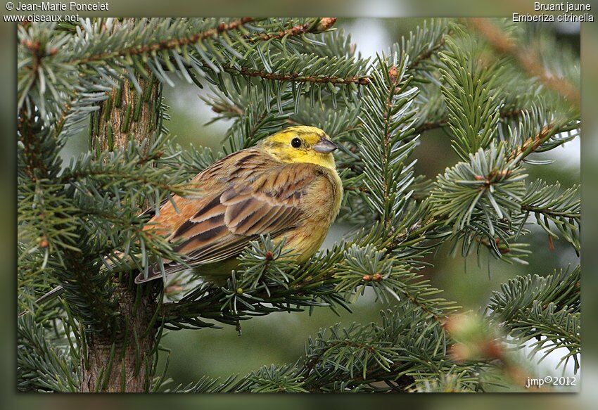 Yellowhammer