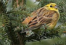 Yellowhammer