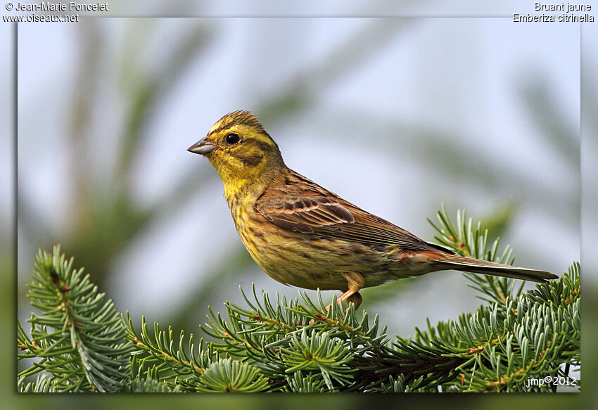 Bruant jaune