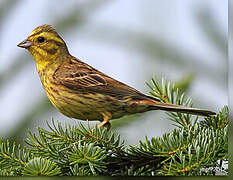 Yellowhammer