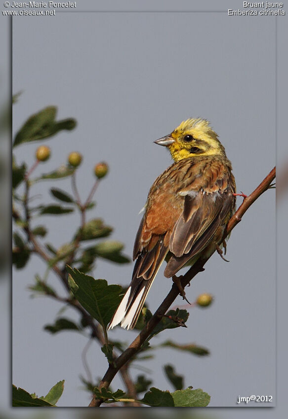 Bruant jaune