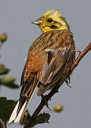 Yellowhammer