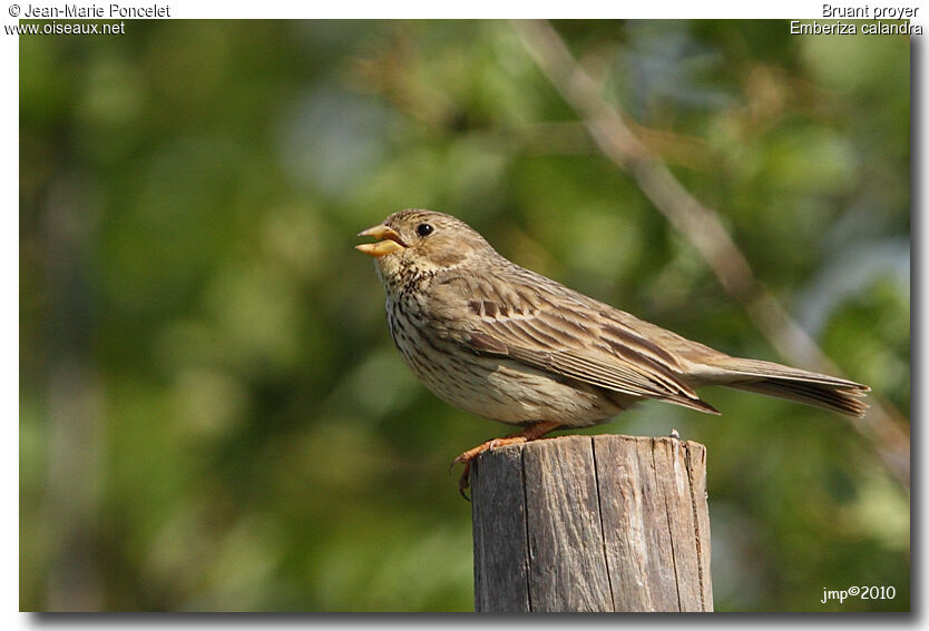 Corn Bunting