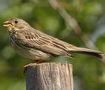 Corn Bunting