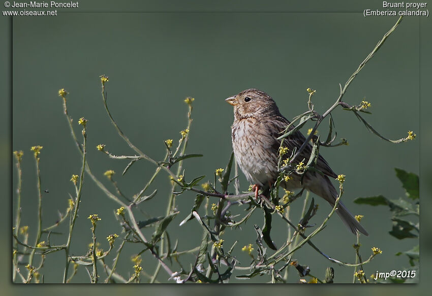 Corn Bunting