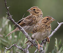 Corn Bunting