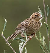 Corn Bunting