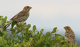 Corn Bunting