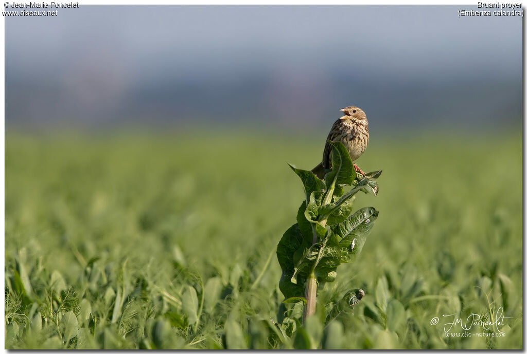 Corn Bunting