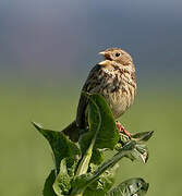 Corn Bunting