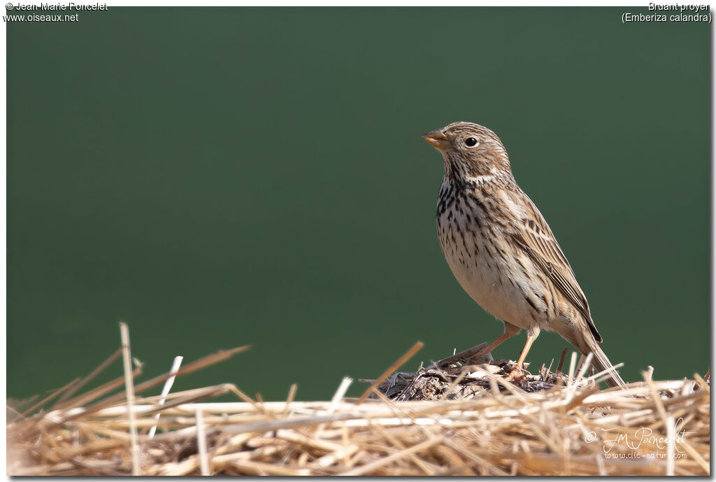 Corn Bunting