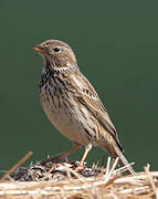 Corn Bunting