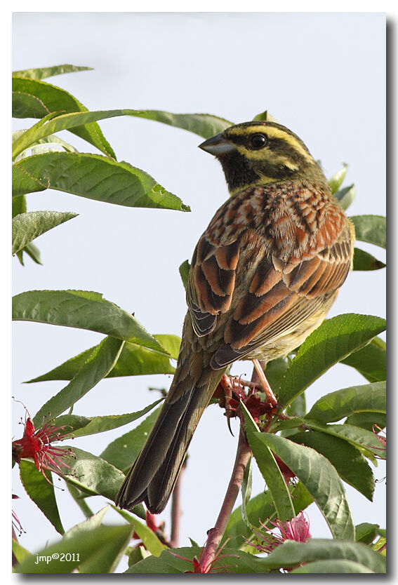 Cirl Bunting