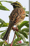 Cirl Bunting