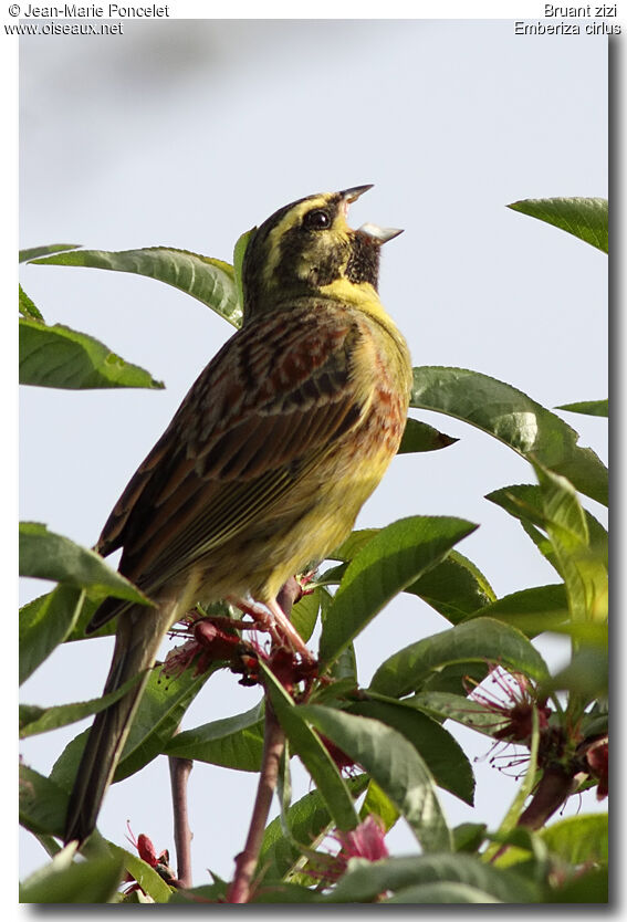 Cirl Bunting