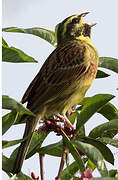 Cirl Bunting