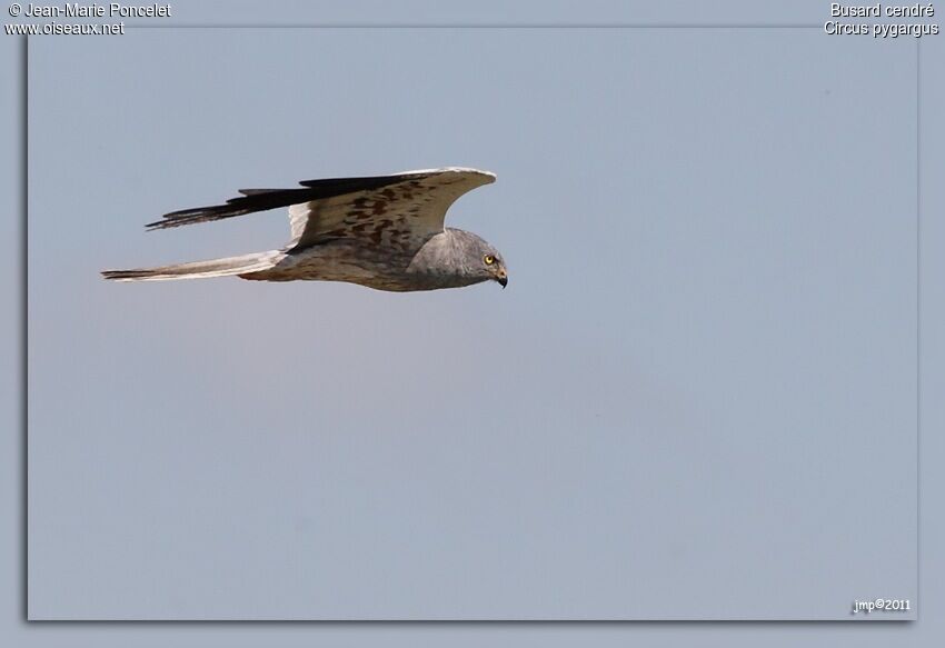 Montagu's Harrier