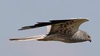Busard cendré
