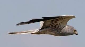 Montagu's Harrier