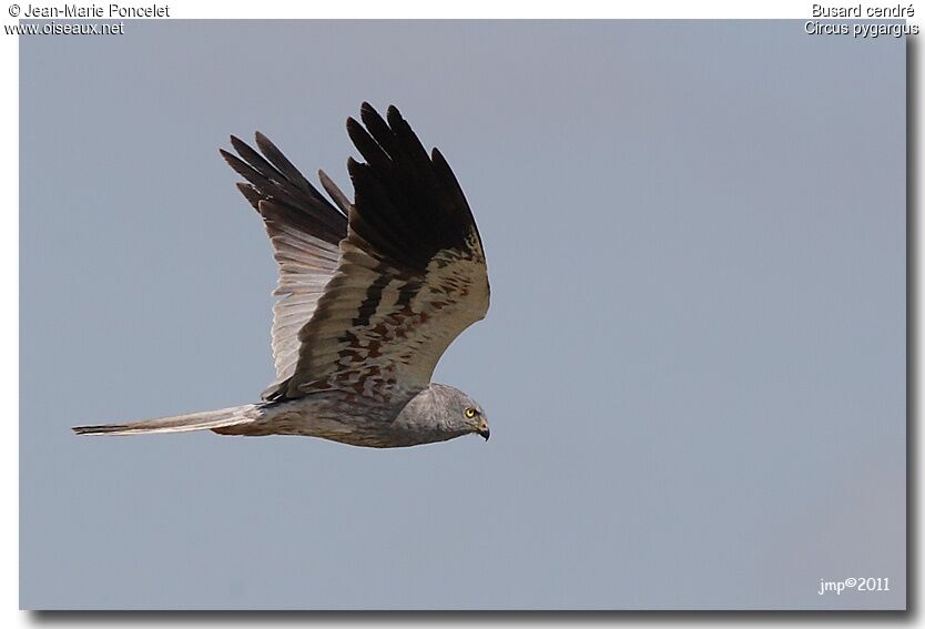 Montagu's Harrier