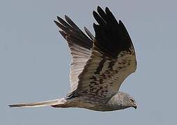 Montagu's Harrier