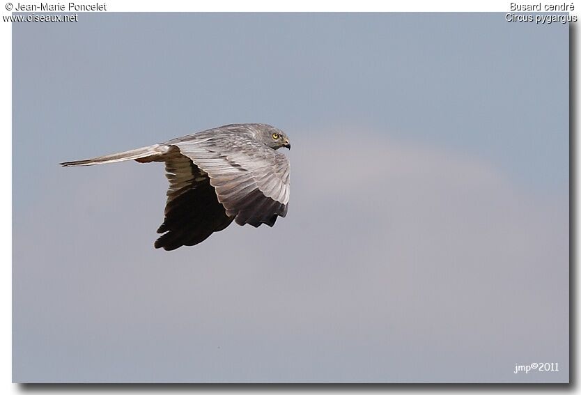 Montagu's Harrier