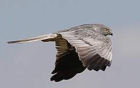 Montagu's Harrier