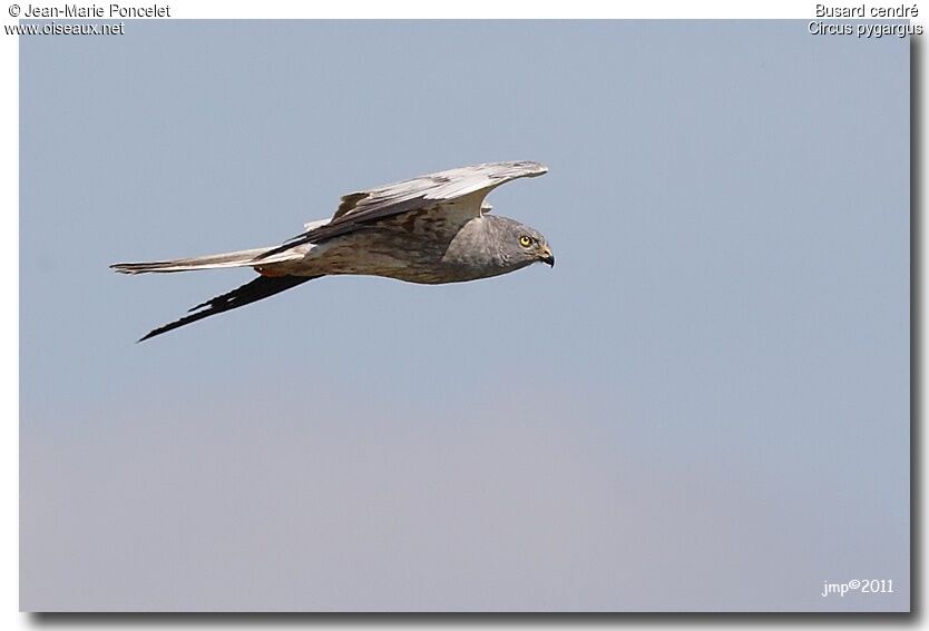 Montagu's Harrier