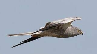 Montagu's Harrier