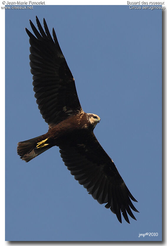 Western Marsh Harrier