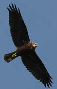 Western Marsh Harrier