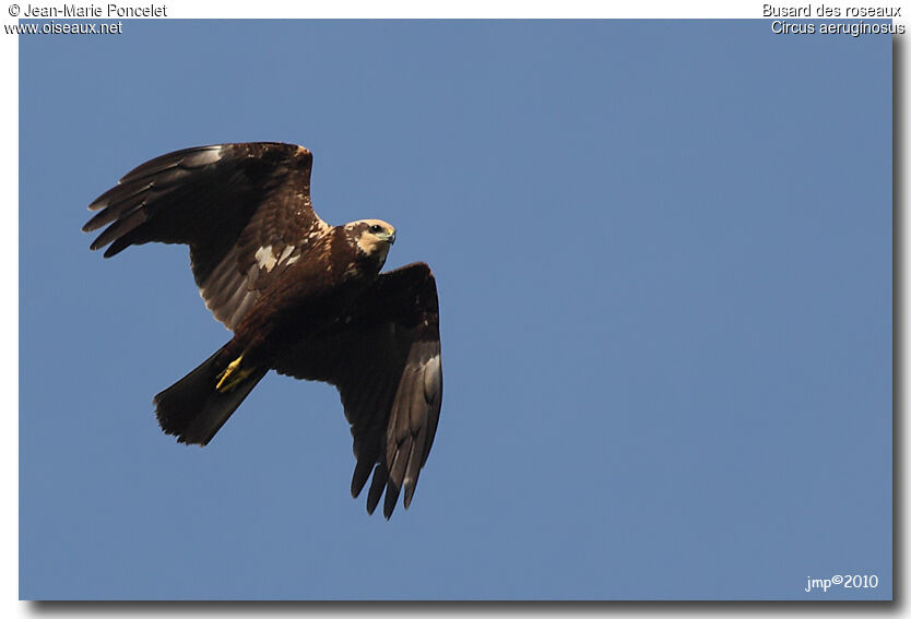 Western Marsh Harrier