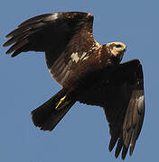 Western Marsh Harrier