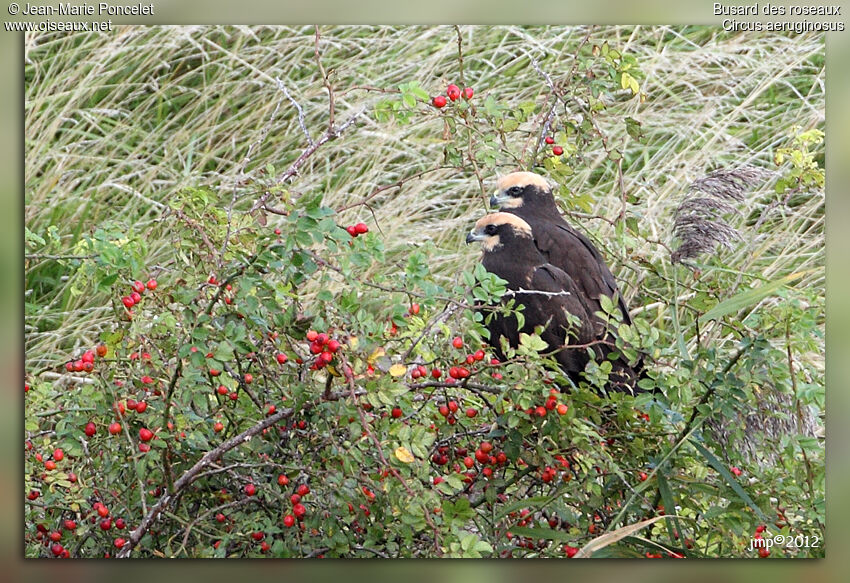 Western Marsh Harrier