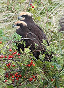 Western Marsh Harrier