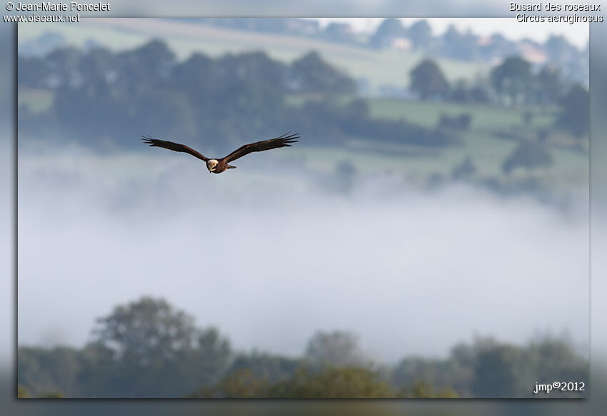 Western Marsh Harrier