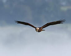 Western Marsh Harrier