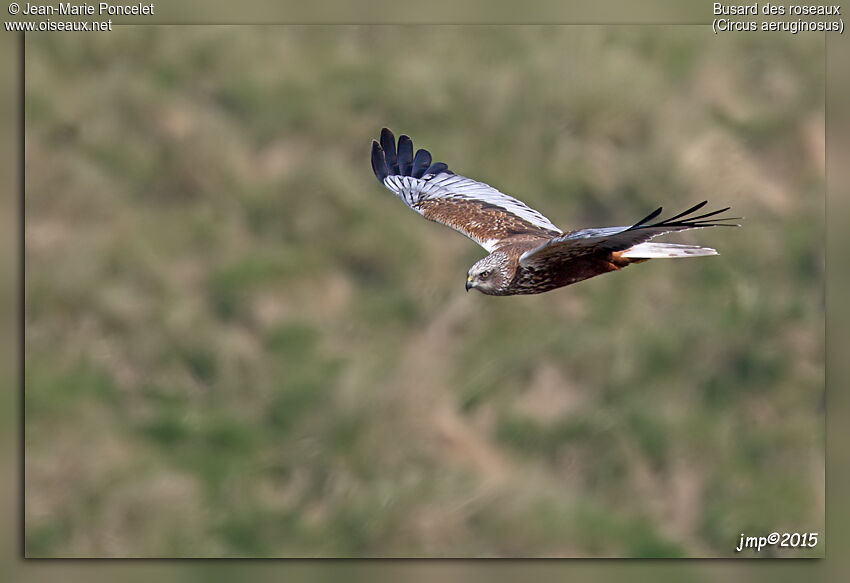 Western Marsh Harrier