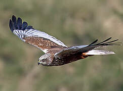 Western Marsh Harrier