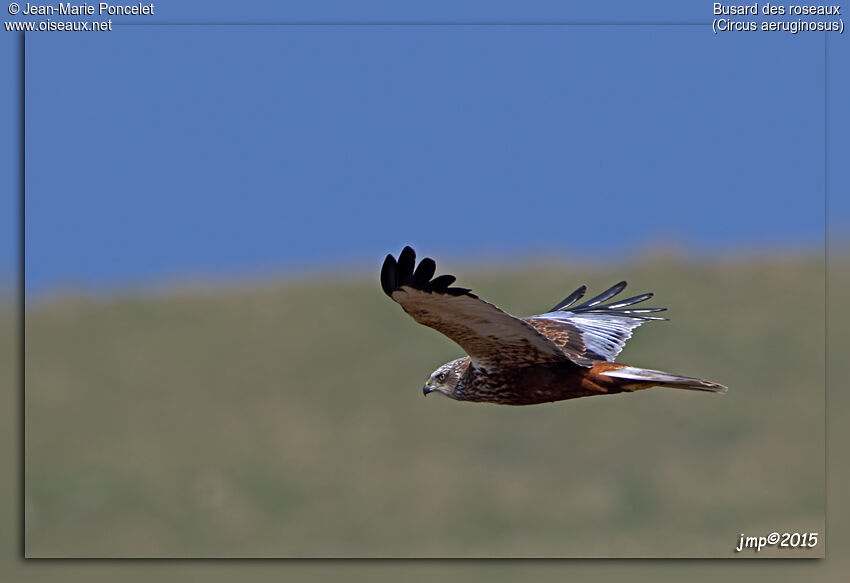 Western Marsh Harrier