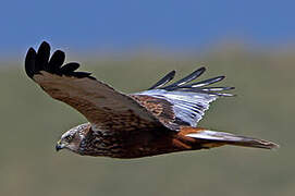 Western Marsh Harrier