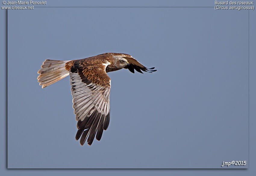 Western Marsh Harrier