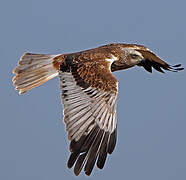 Western Marsh Harrier