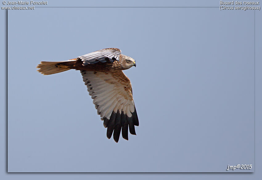 Western Marsh Harrier